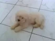 Floquinho