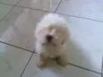 Floquinho