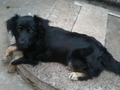 Cachorro ra a Não definida idade 1 ano nome Manu
