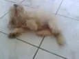 Floquinho