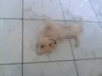 Floquinho