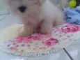 Floquinho