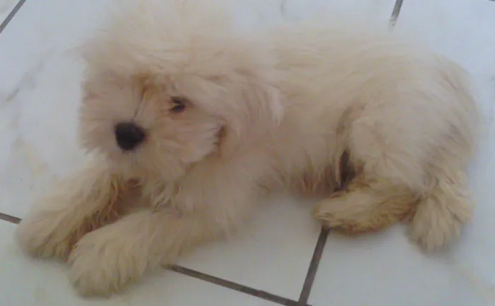 Cachorro ra a Maltês/Lhasa idade Abaixo de 2 meses nome Floquinho