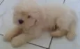 Floquinho
