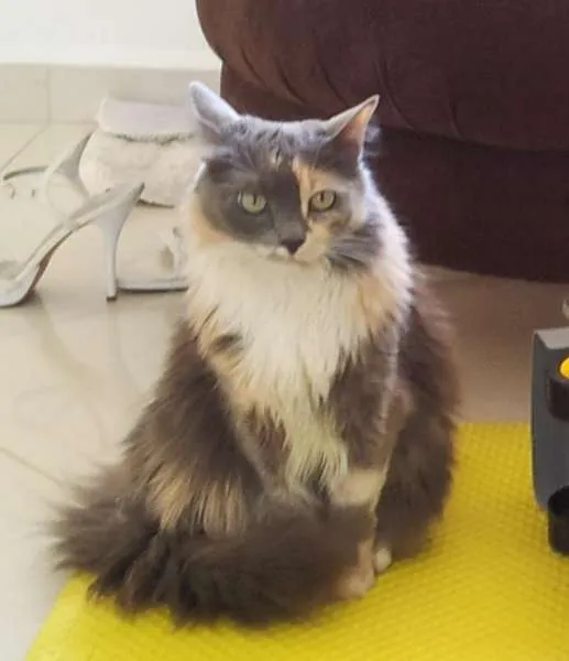 Gato ra a  idade 2 anos nome Atenas