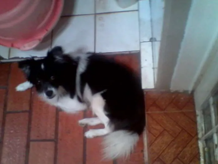 Cachorro ra a SRD idade  nome Lindo cãozinho