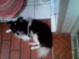 Lindo cãozinho