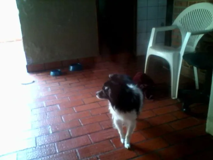 Cachorro ra a SRD idade  nome Lindo cãozinho