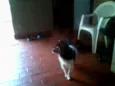 Lindo cãozinho