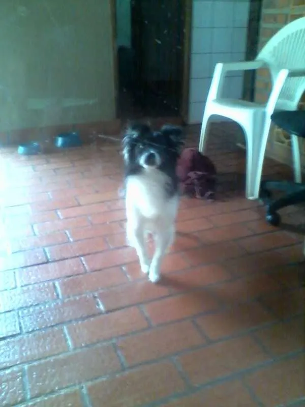 Cachorro ra a SRD idade  nome Lindo cãozinho
