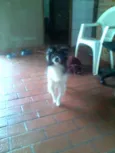 Lindo cãozinho