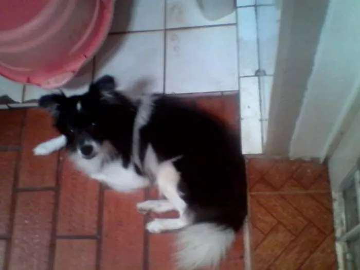 Cachorro ra a SRD idade  nome Lindo cãozinho
