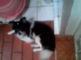 Lindo cãozinho
