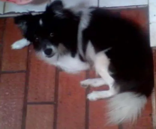 Cachorro ra a SRD idade  nome Lindo cãozinho