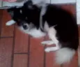 Lindo cãozinho