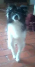 Lindo cãozinho