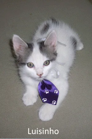 Gato raça SRD idade 2 a 6 meses nome Huguinho, Luisinho 