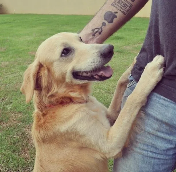 Cachorro ra a Vira-Lata Golden idade 2 anos nome Lion