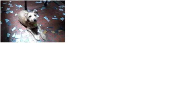 Cachorro ra a SRD idade 2 a 6 meses nome tiquinho