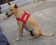 Lela