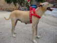 Lela