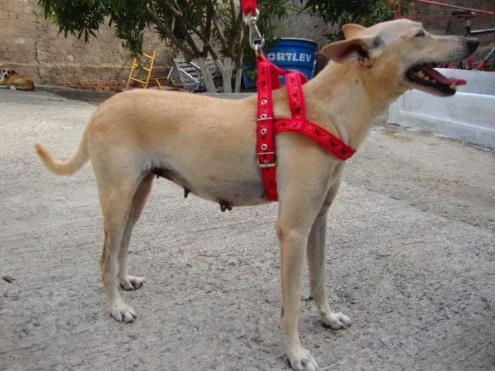 Cachorro ra a SRD idade 2 anos nome Lela