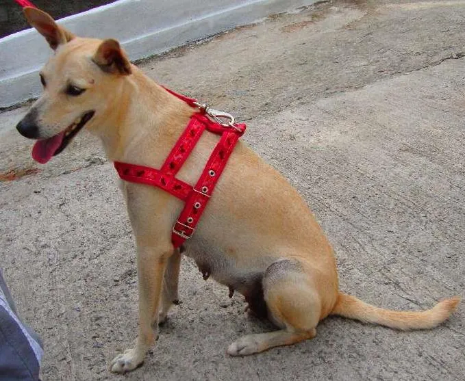 Cachorro ra a SRD idade 2 anos nome Lela