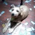 tiquinho