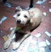 Cachorro raça SRD idade 2 a 6 meses nome tiquinho