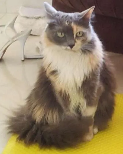 Gato ra a  idade 2 anos nome Atenas