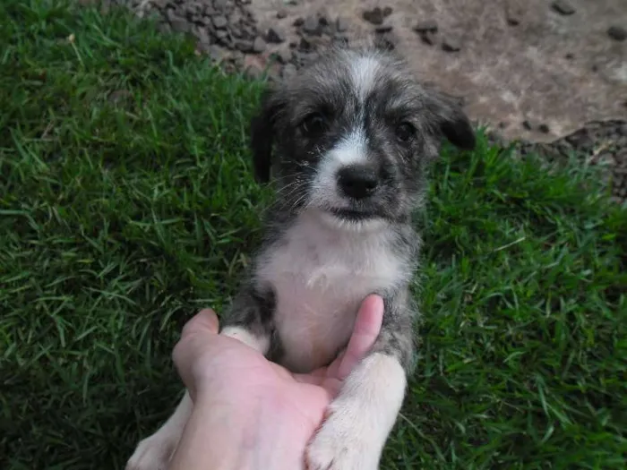 Cachorro ra a Lhasa Apso com vira lata idade Abaixo de 2 meses nome Não tem nome os fil