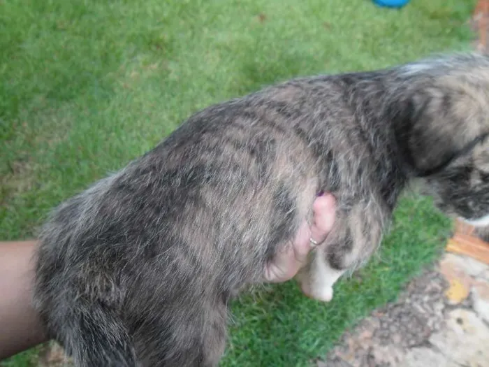 Cachorro ra a Lhasa Apso com vira lata idade Abaixo de 2 meses nome Não tem nome os fil
