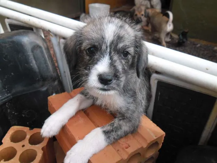 Cachorro ra a Lhasa Apso com vira lata idade Abaixo de 2 meses nome Não tem nome os fil