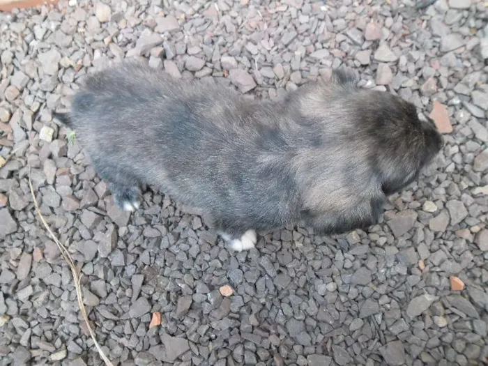 Cachorro ra a Lhasa Apso com vira lata idade Abaixo de 2 meses nome Não tem nome os fil