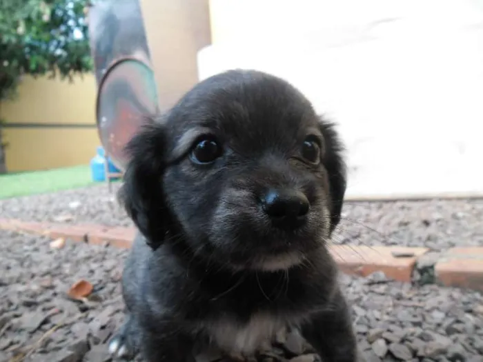 Cachorro ra a Lhasa Apso com vira lata idade Abaixo de 2 meses nome Não tem nome os fil