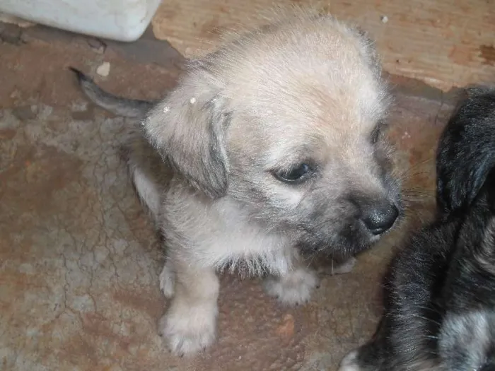 Cachorro ra a Lhasa Apso com vira lata idade Abaixo de 2 meses nome Não tem nome os fil