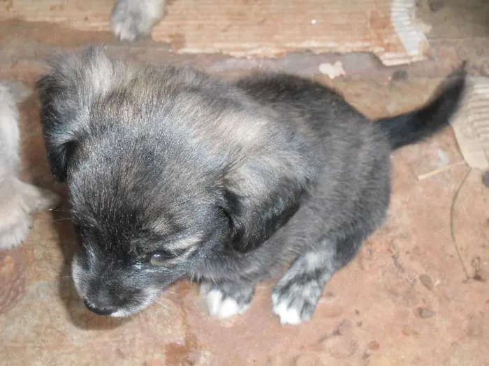 Cachorro ra a Lhasa Apso com vira lata idade Abaixo de 2 meses nome Não tem nome os fil