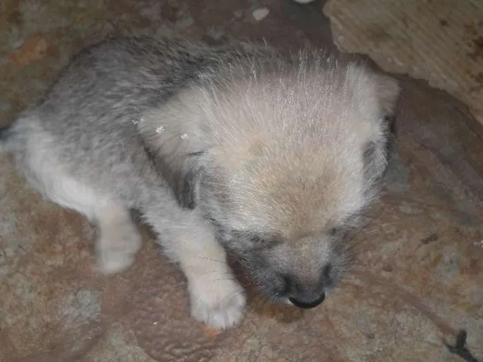 Cachorro ra a Lhasa Apso com vira lata idade Abaixo de 2 meses nome Não tem nome os fil