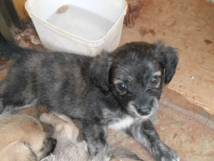 Cachorro ra a Lhasa Apso com vira lata idade Abaixo de 2 meses nome Não tem nome os fil