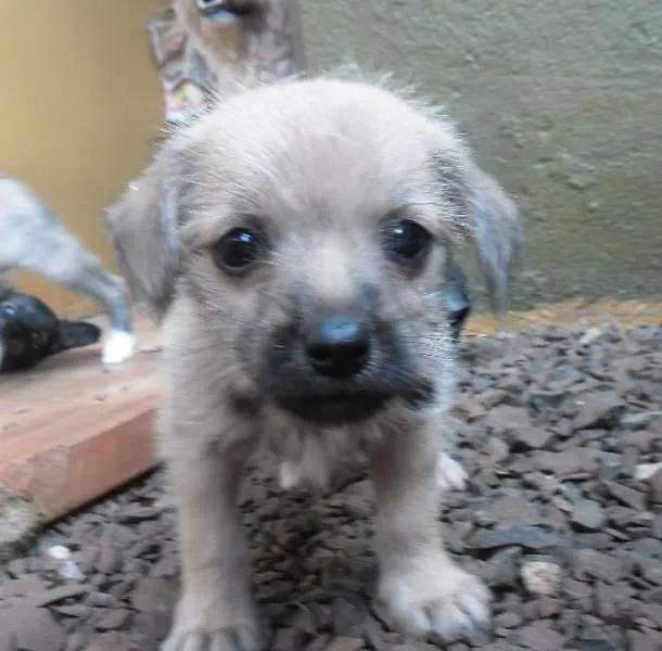 Cachorro ra a Lhasa Apso com vira lata idade Abaixo de 2 meses nome Não tem nome os fil