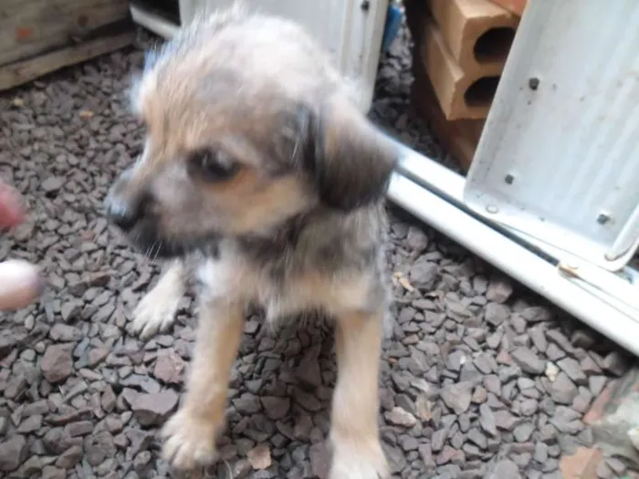 Cachorro ra a Lhasa Apso com vira lata idade Abaixo de 2 meses nome Não tem nome os fil