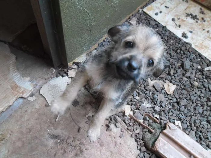 Cachorro ra a Lhasa Apso com vira lata idade Abaixo de 2 meses nome Não tem nome os fil
