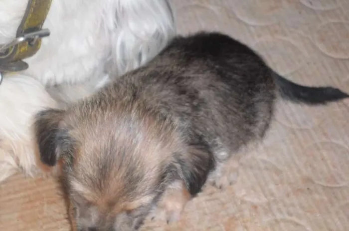 Cachorro ra a Lhasa Apso com vira lata idade Abaixo de 2 meses nome Não tem nome os fil