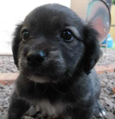 Cachorro ra a Lhasa Apso com vira lata idade Abaixo de 2 meses nome Não tem nome os fil