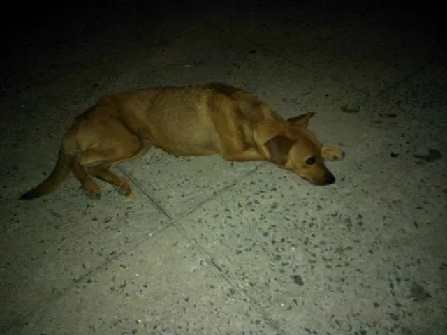 Cachorro ra a Viralata idade  nome Mel