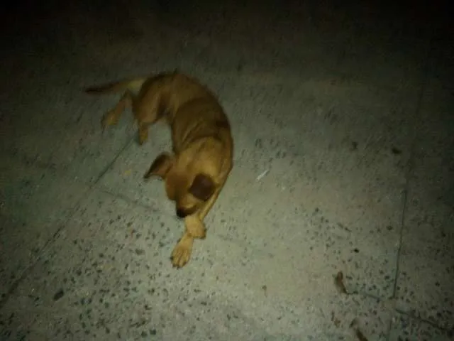 Cachorro ra a Viralata idade  nome Mel