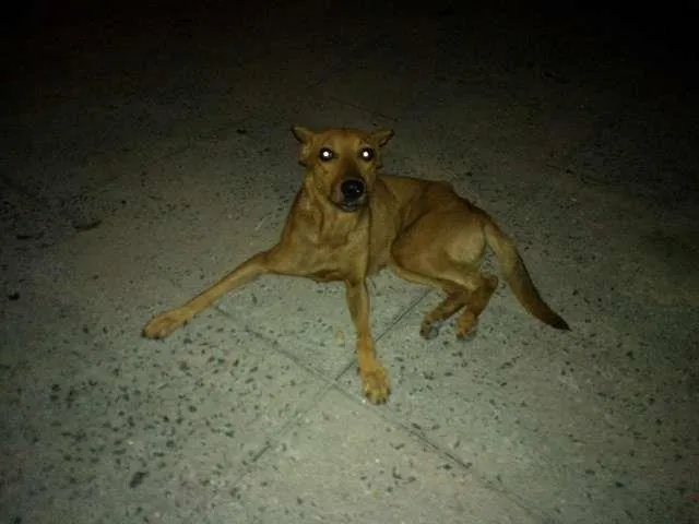 Cachorro ra a Viralata idade  nome Mel