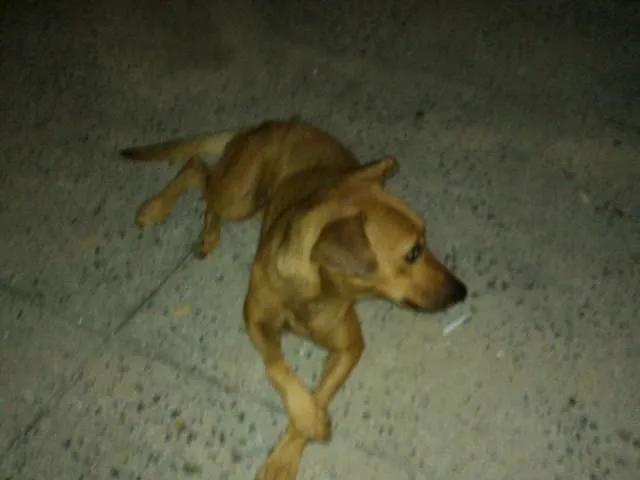 Cachorro ra a Viralata idade  nome Mel