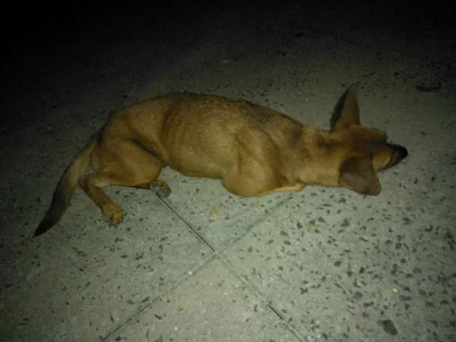 Cachorro ra a Viralata idade  nome Mel