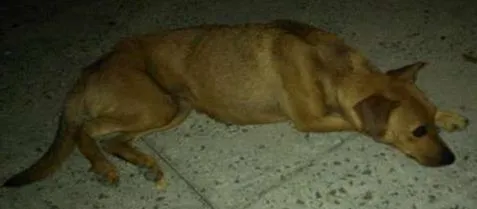 Cachorro ra a Viralata idade  nome Mel